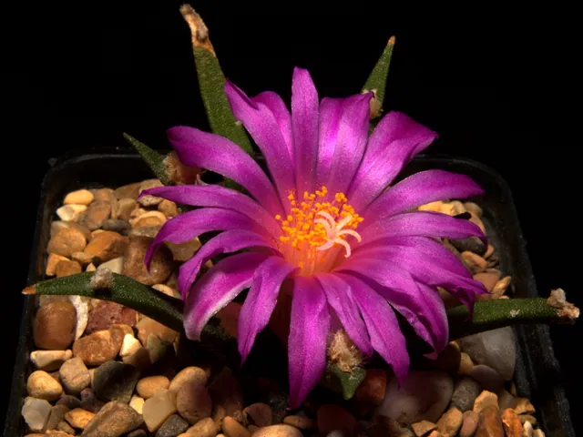 Tamaulipas living rock cactus