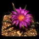 Tamaulipas living rock cactus