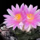 Ariocarpus fissuratus
