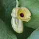Isotrema macrophyllum
