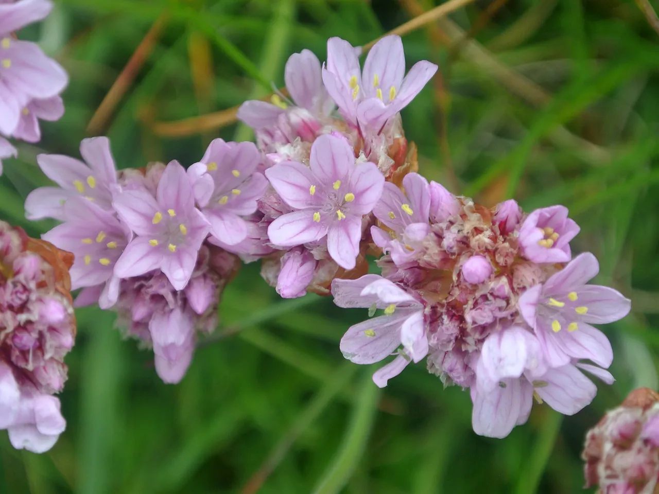 Armeria