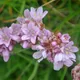 Armeria