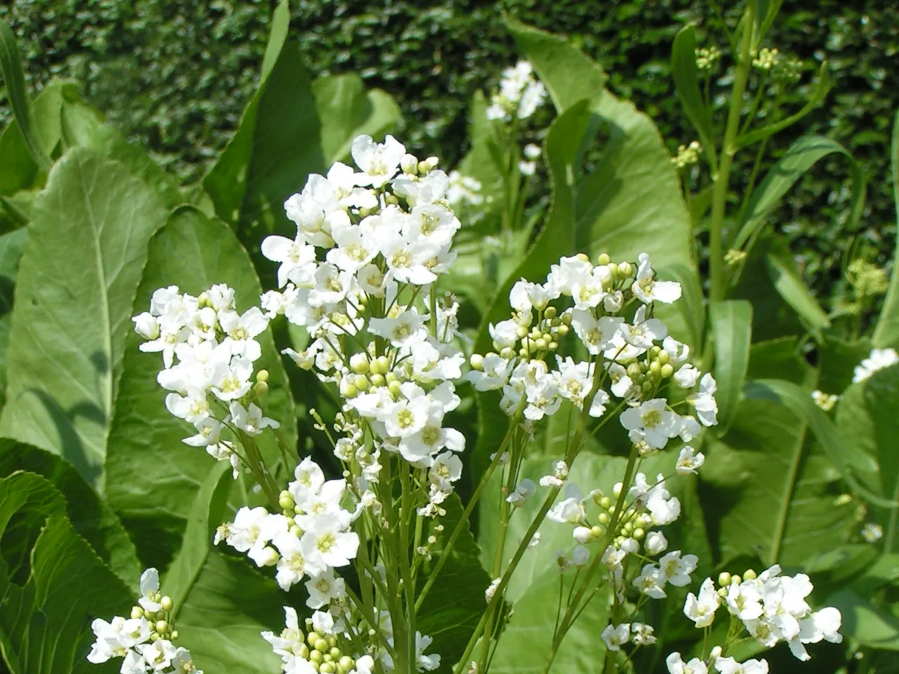 Horseradish