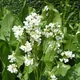 Horseradish