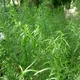 Tarragon
