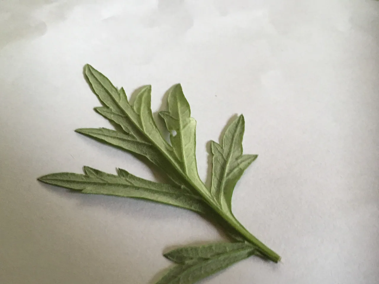 Common wormwood