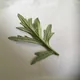 Common wormwood