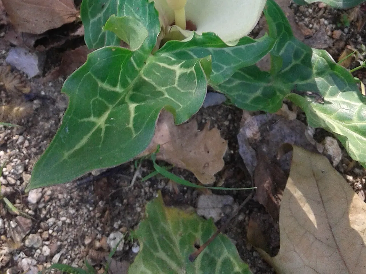 Italian Arum