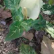 Italian Arum
