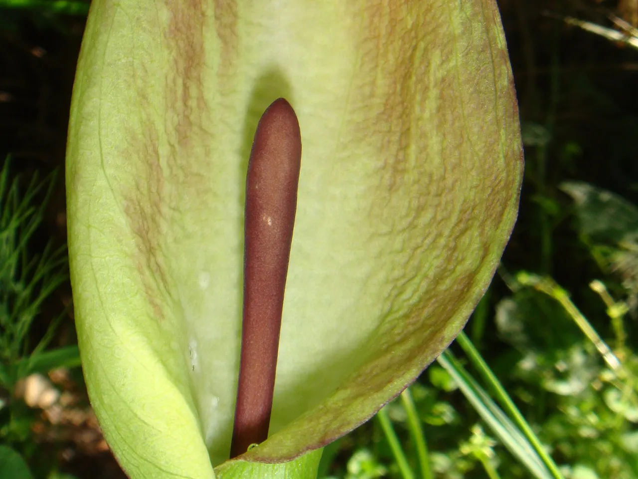 Arum lily
