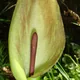 Arum lily