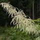 Aruncus dioicus