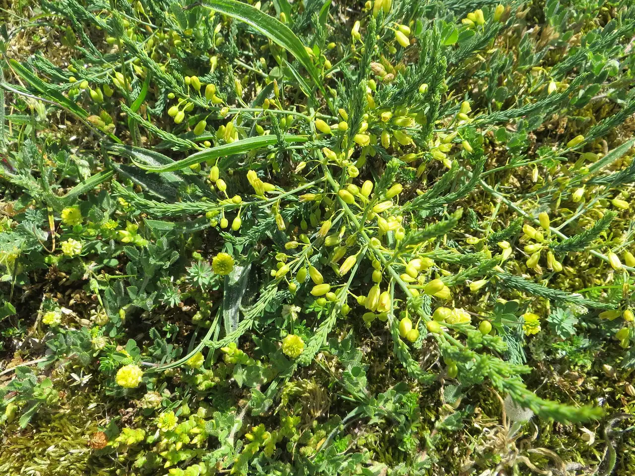 Wild asparagus