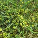 Wild asparagus