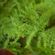 Asparagus setaceus