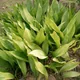 Cast iron plant