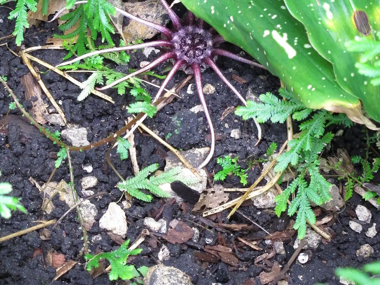 Aspidistra grandiflora