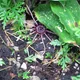 Aspidistra grandiflora