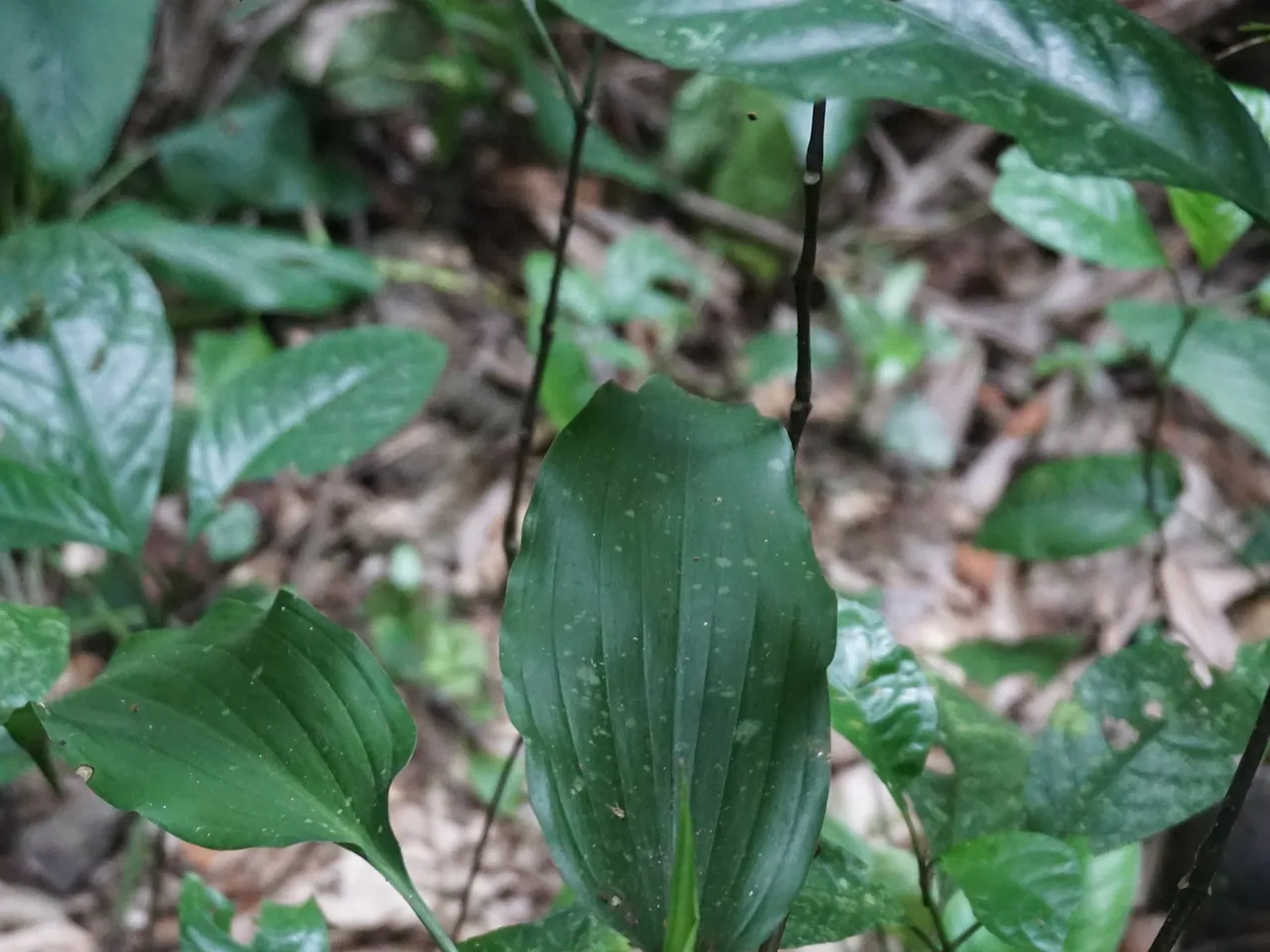 Aspidistra nikolaii