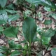Aspidistra nikolaii