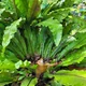 Bird's nest fern
