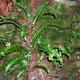 Asplenium scolopendrium