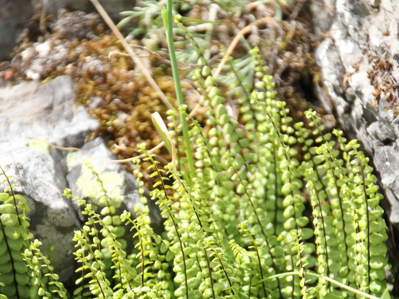 Maidenhair Spleenwort