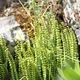 Maidenhair Spleenwort