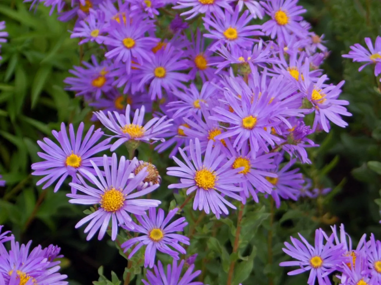 Garden aster