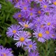 Garden aster