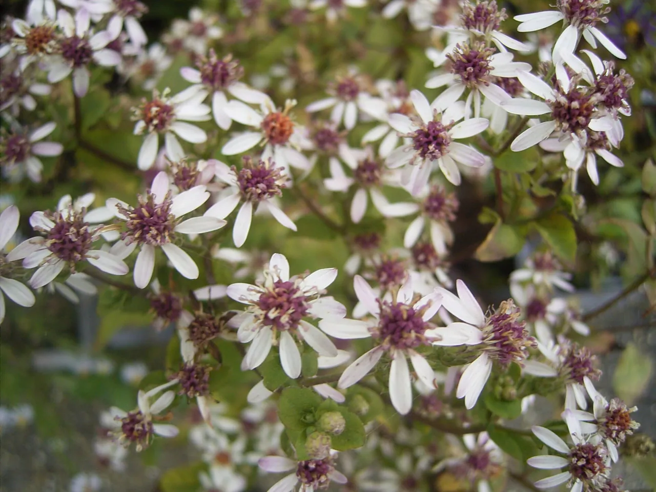 Aster divaricatus