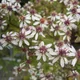 Aster divaricatus