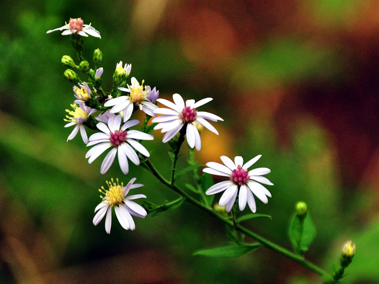 Aster lanceolatus