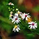 Aster lanceolatus