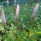 Astilbe chinensis