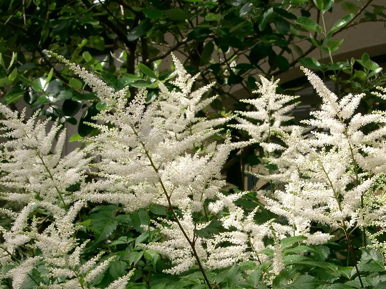 Astilbe