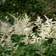 Astilbe