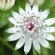 Great masterwort