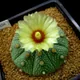 Star cactus