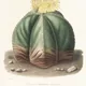 Astrophytum myriostigma