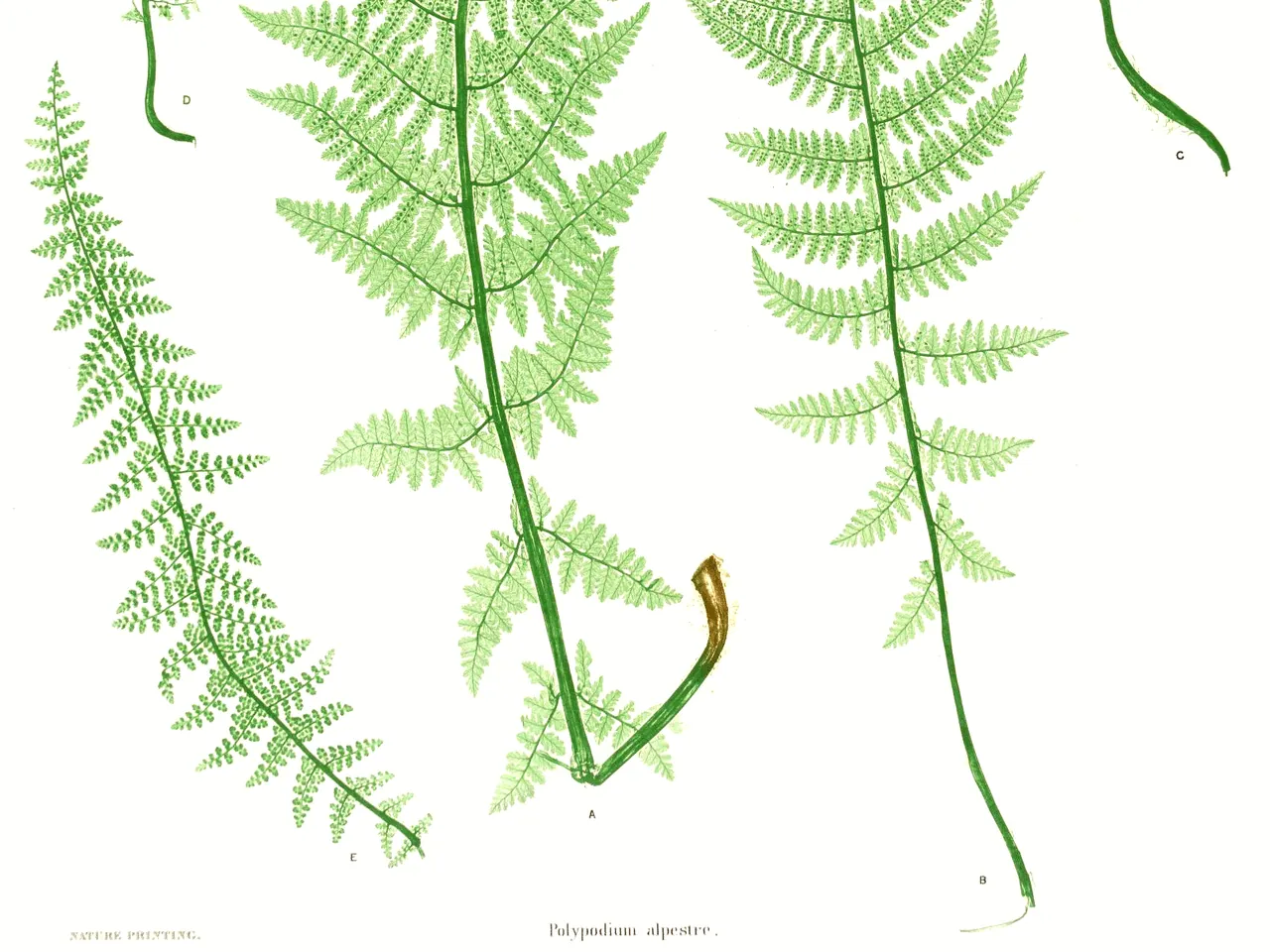 Alpine lady-fern