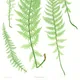 Alpine lady-fern