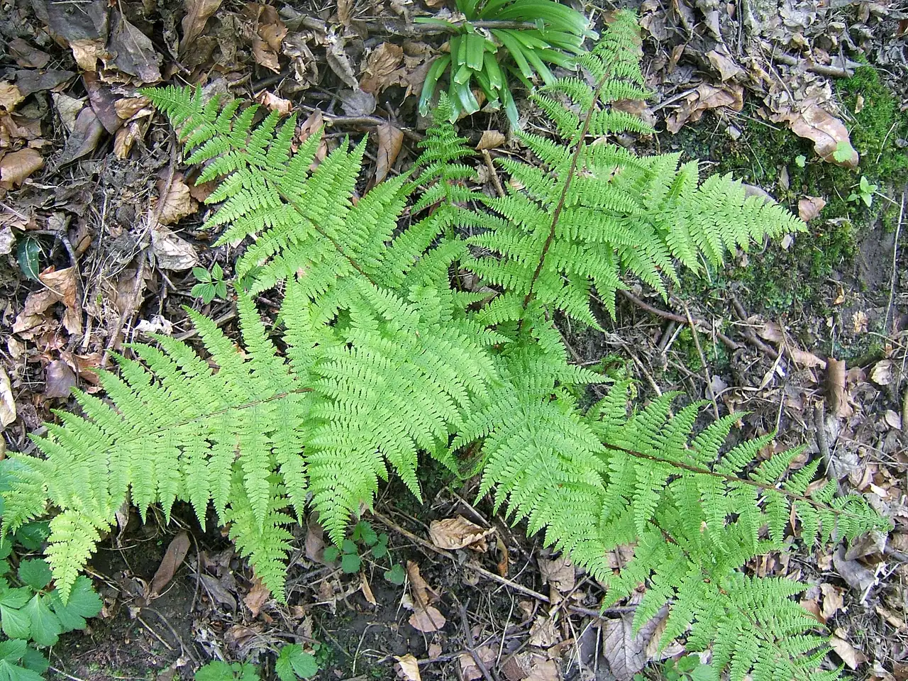 Common lady-fern