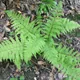 Common lady-fern
