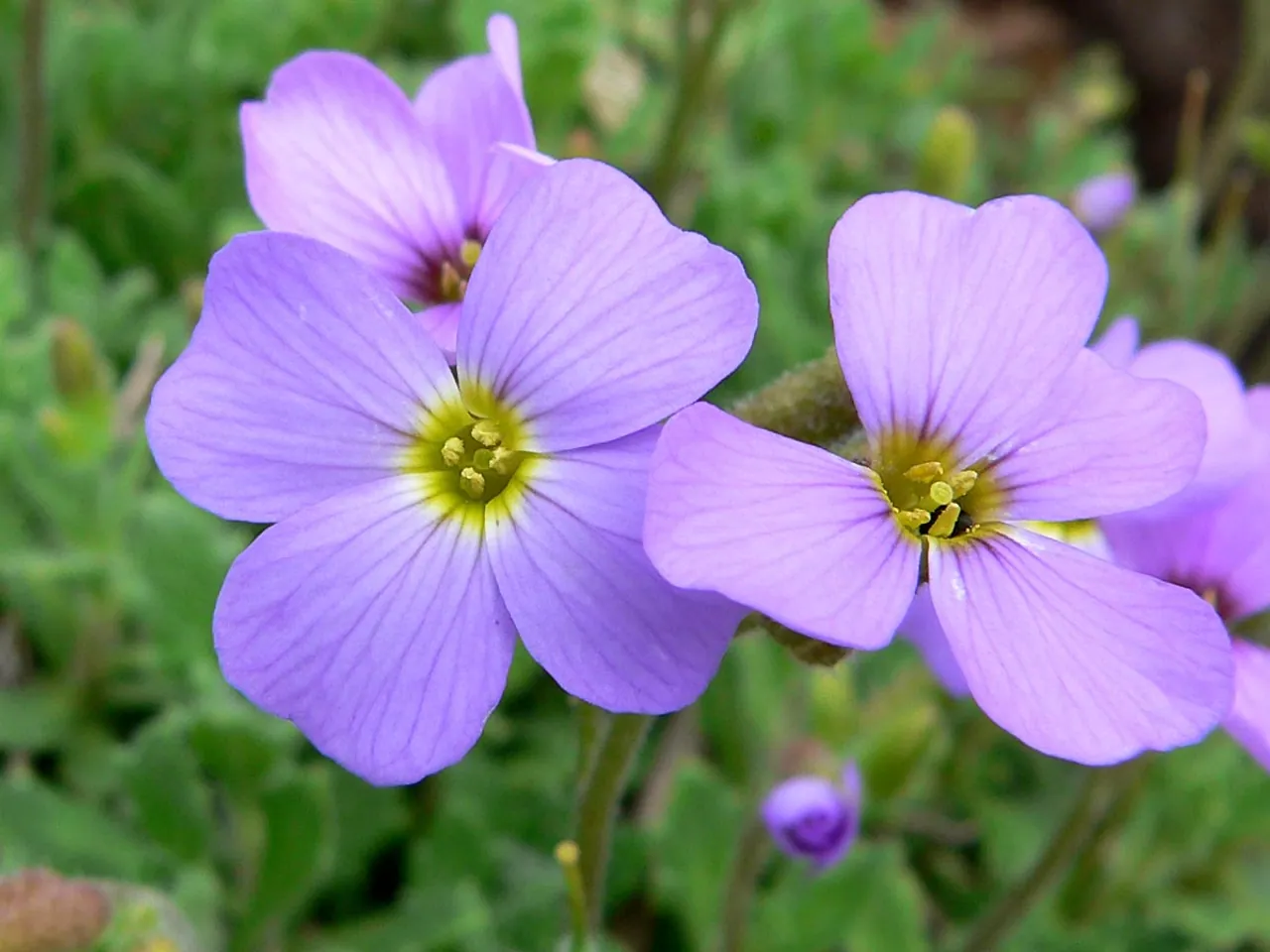 Aubrietia deltoidea