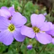 Aubrietia deltoidea