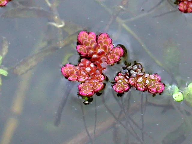 Duckweed fern