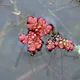 Duckweed fern