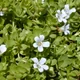 Brahmi