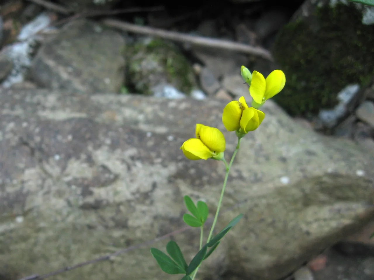 Baptisia tinctoria